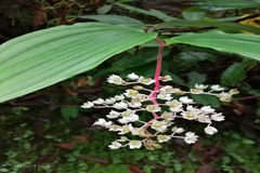 Maianthemum oleraceum